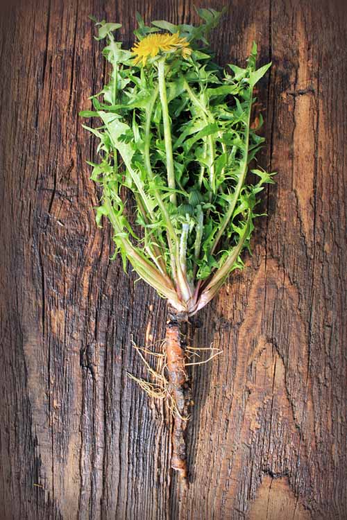 Dandelion Herbal tea