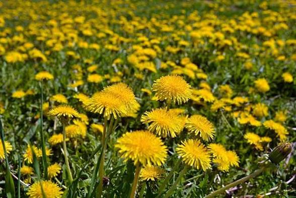 Dandelion Herbal tea