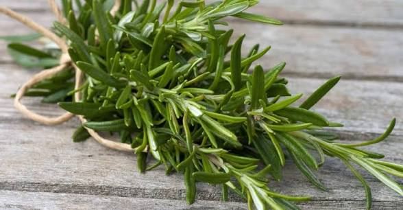 Rosemary leaf